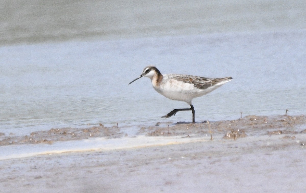 Wilson's Phalarope - ML574554731