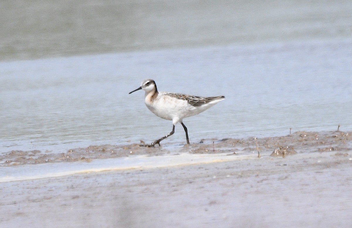 Wilson's Phalarope - ML574554761