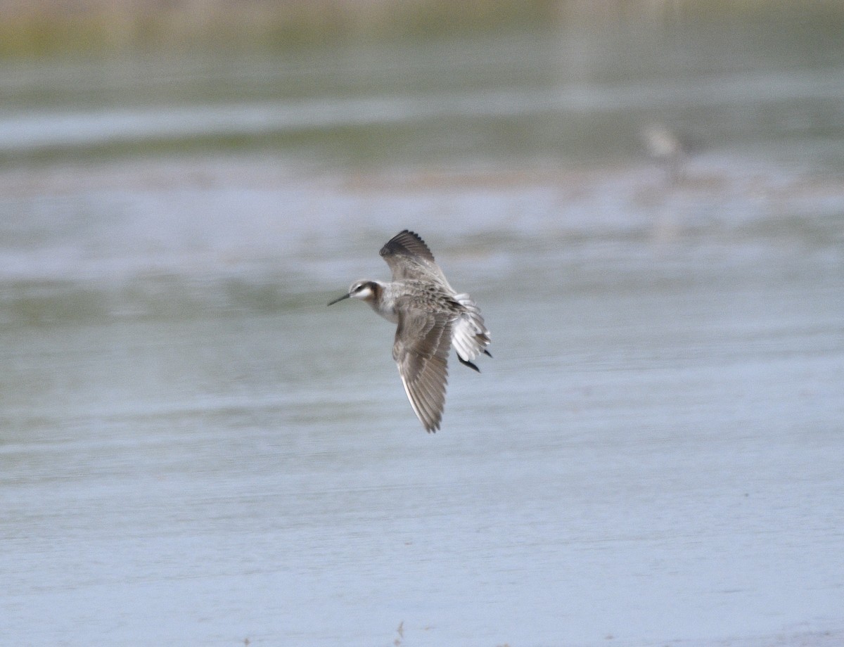 Wilson's Phalarope - ML574554771