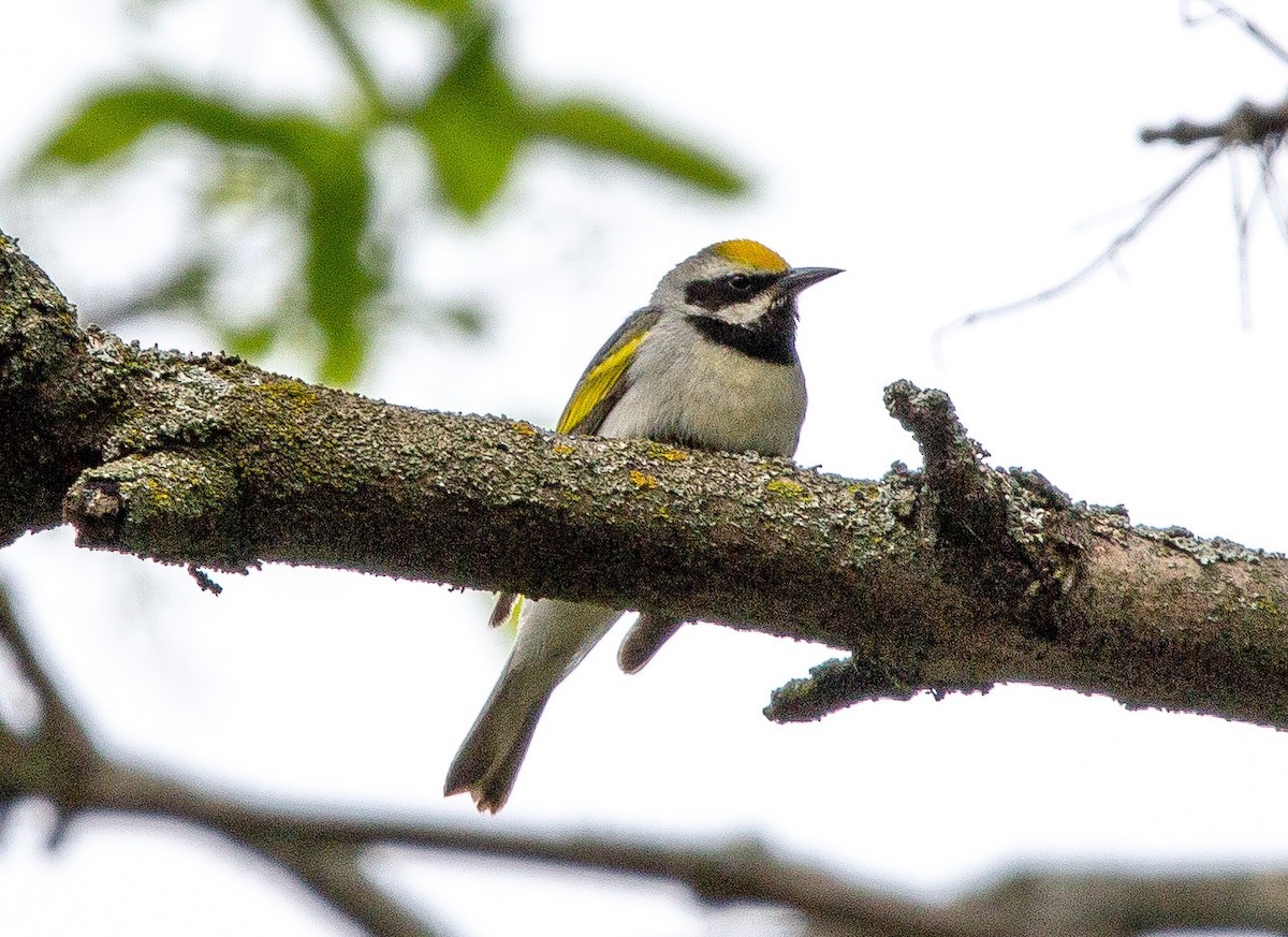 Golden-winged Warbler - ML574554901