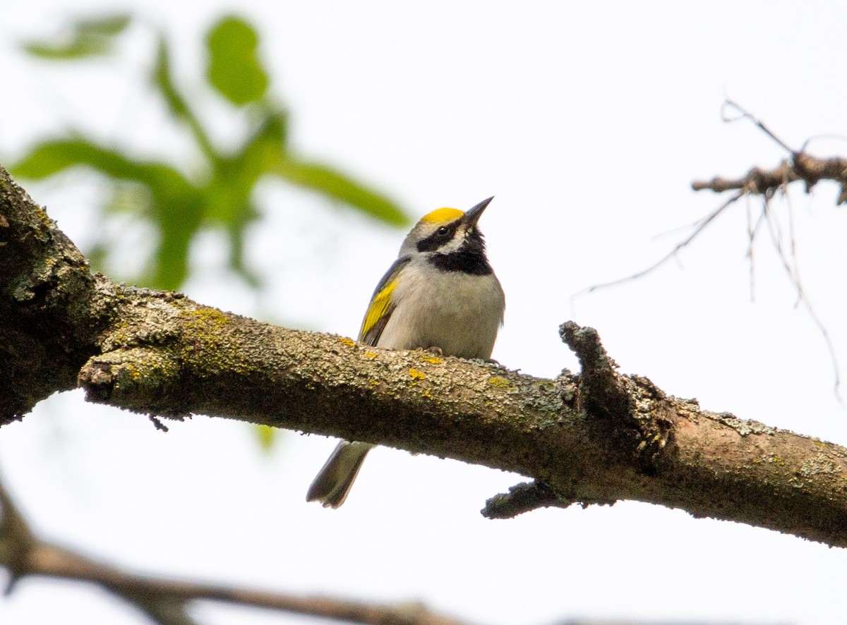 Golden-winged Warbler - ML574554911