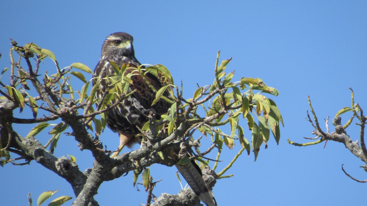 Harris's Hawk - ML574555151