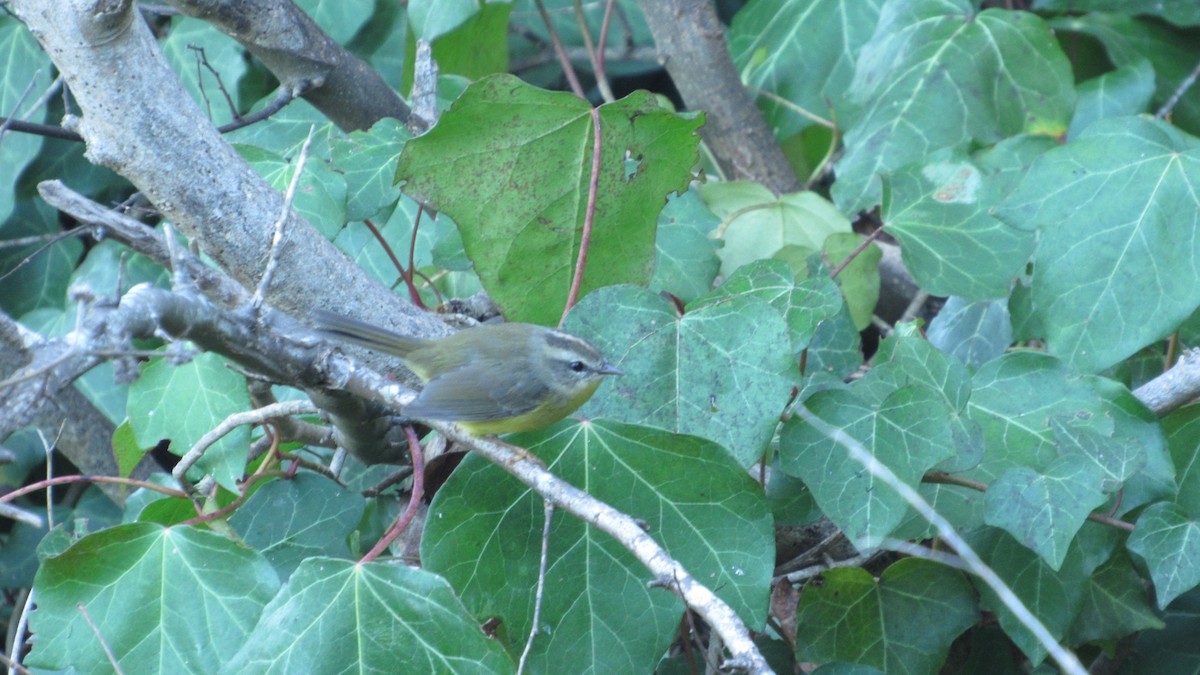 Golden-crowned Warbler - ML574555661