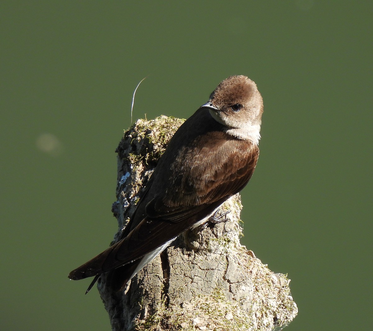 Northern Rough-winged Swallow - Rick Bennett