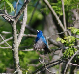 Indigo Bunting - ML574557261