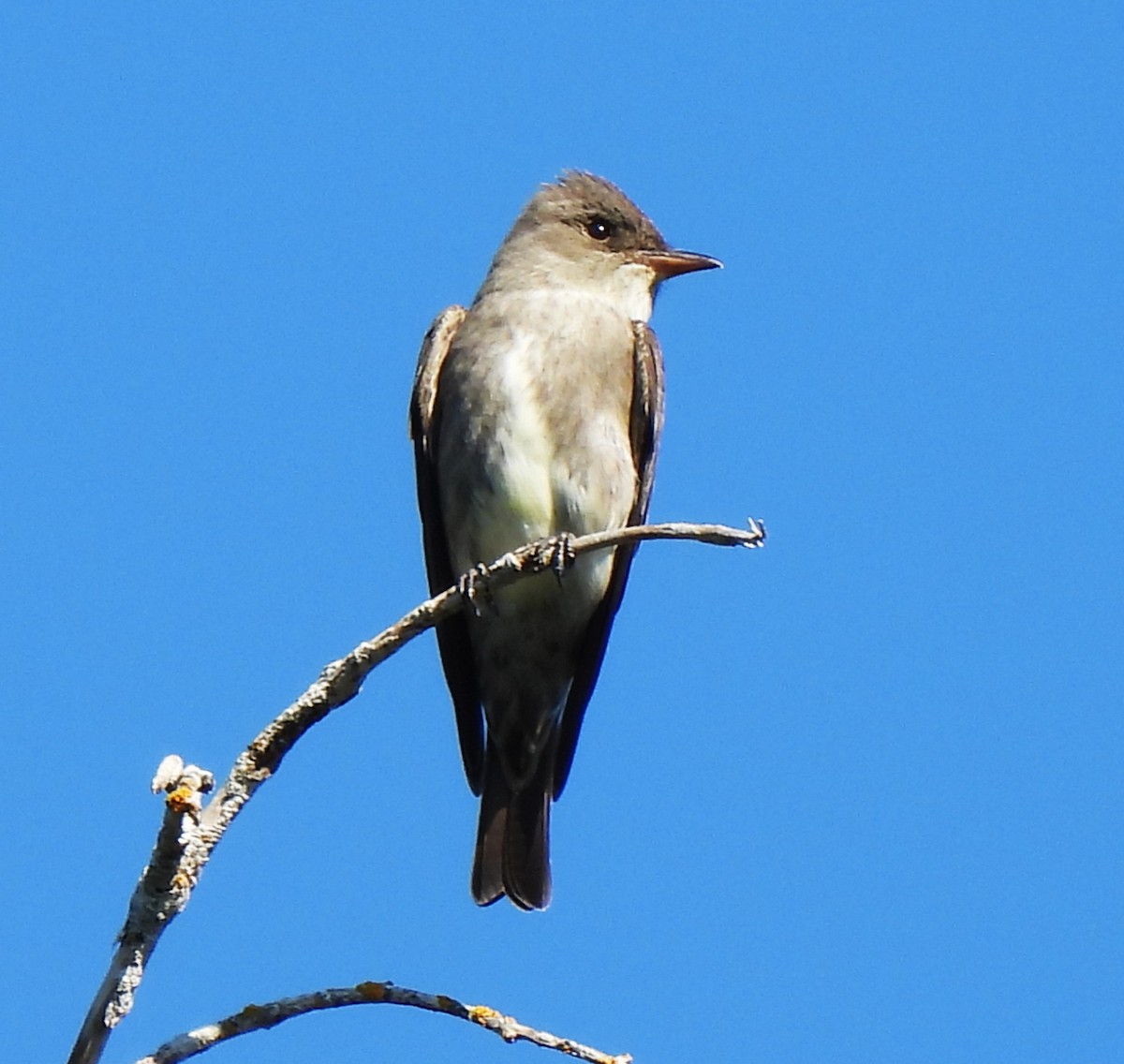 Olive-sided Flycatcher - ML574557551