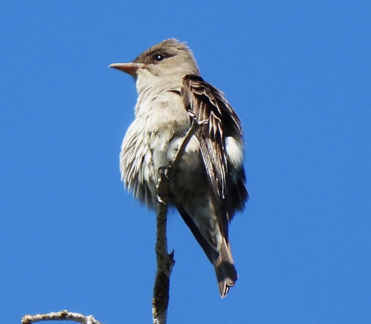 Olive-sided Flycatcher - Rick Bennett