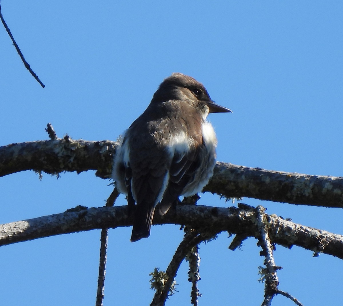 Olive-sided Flycatcher - ML574557571