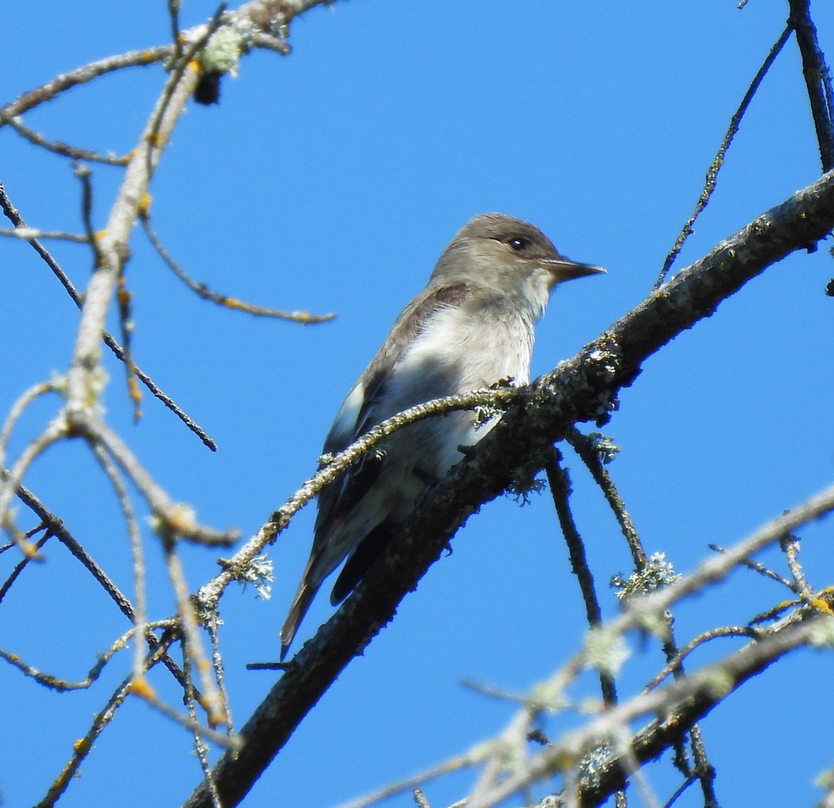 Olive-sided Flycatcher - ML574557581