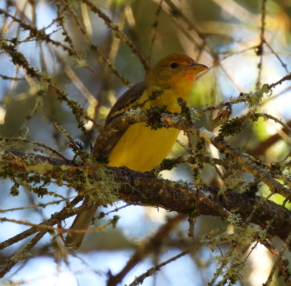 Western Tanager - ML574557931
