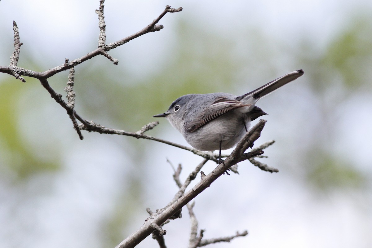 Blue-gray Gnatcatcher - ML57455801