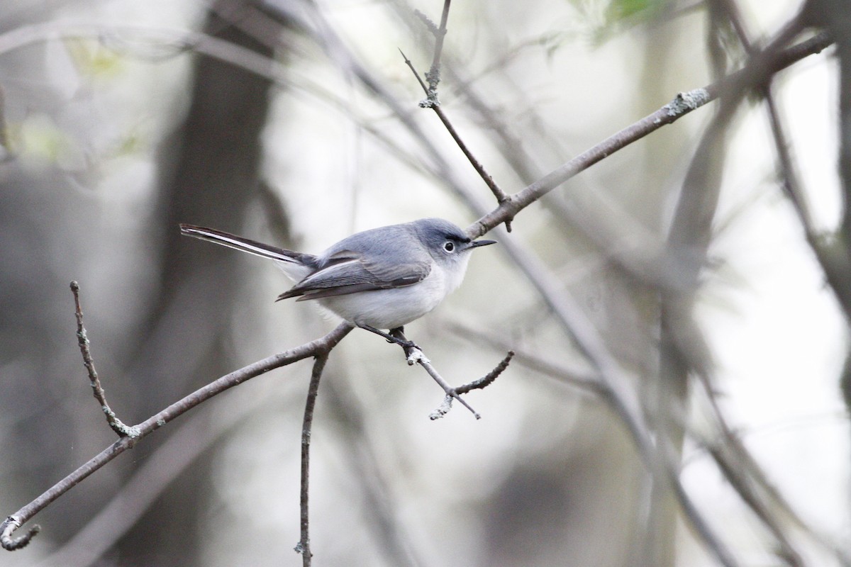 Blue-gray Gnatcatcher - Kyle Lima