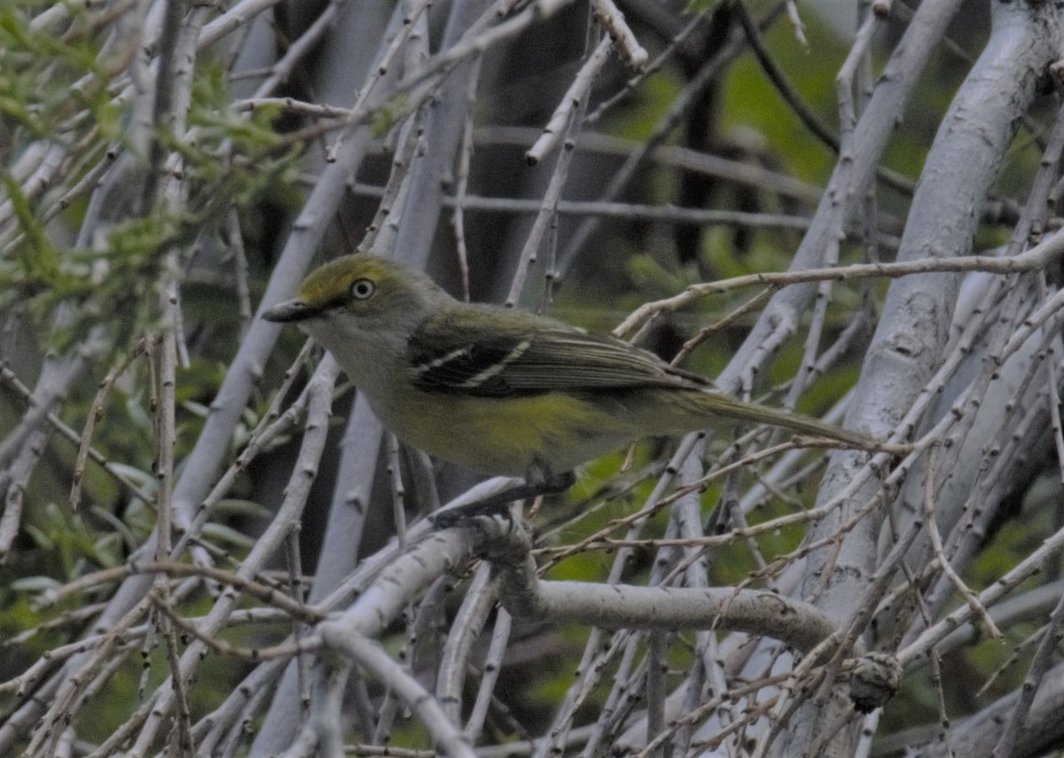 White-eyed Vireo - ML574559101