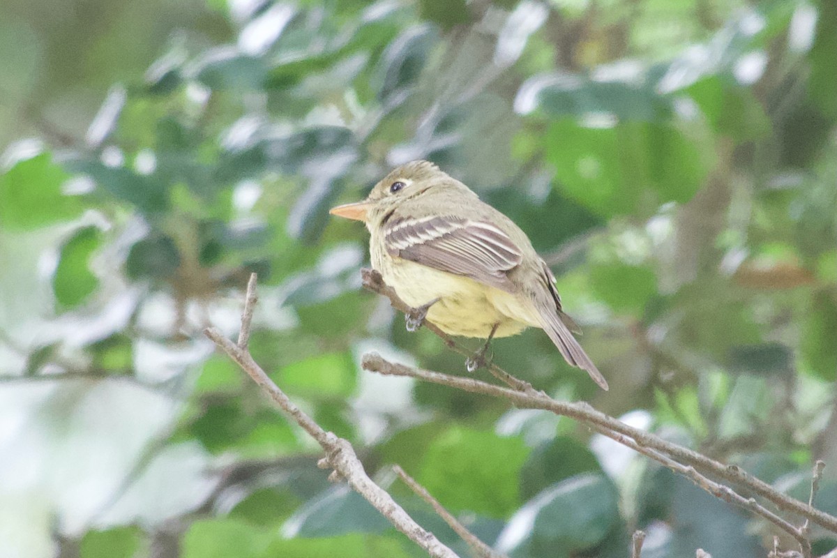 Western Flycatcher (Pacific-slope) - ML574559441