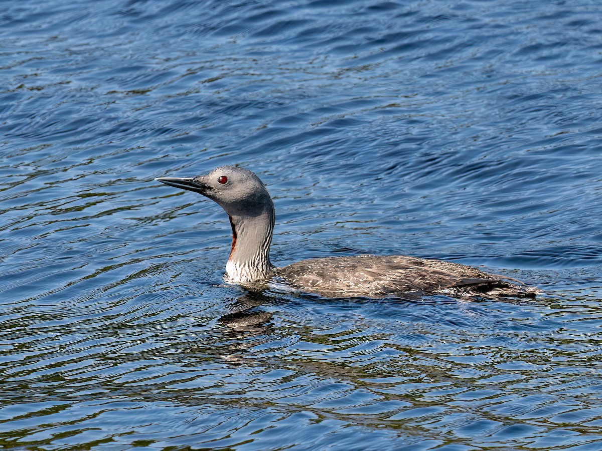 Red-throated Loon - Anne Belton