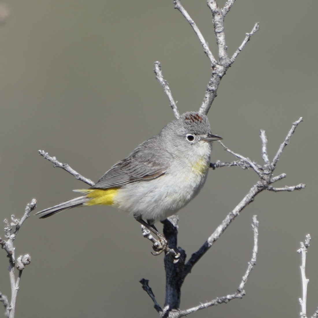 Virginia's Warbler - ML574561181