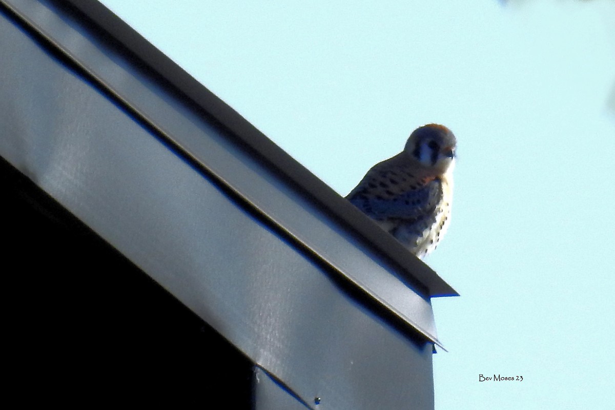 American Kestrel - ML574564071