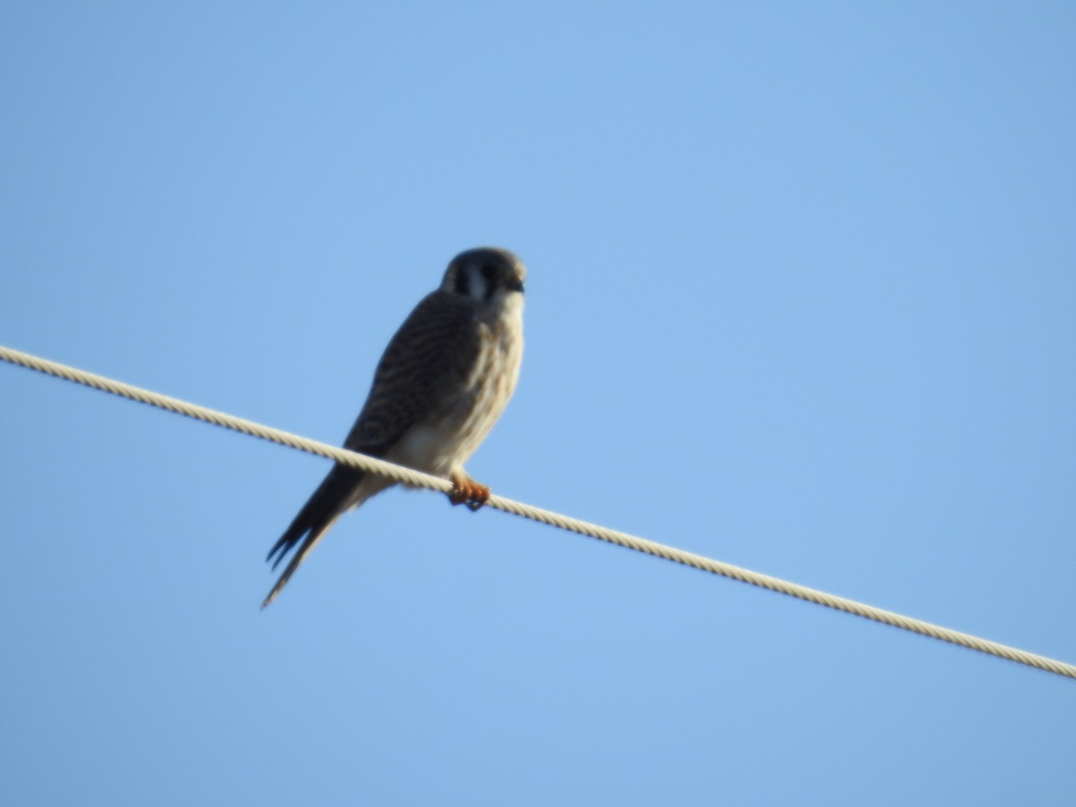 American Kestrel - ML574564081