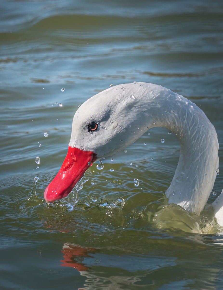 Coscoroba Swan - ML574565001