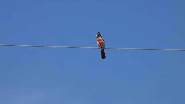 ørkenkardinal - ML574565131