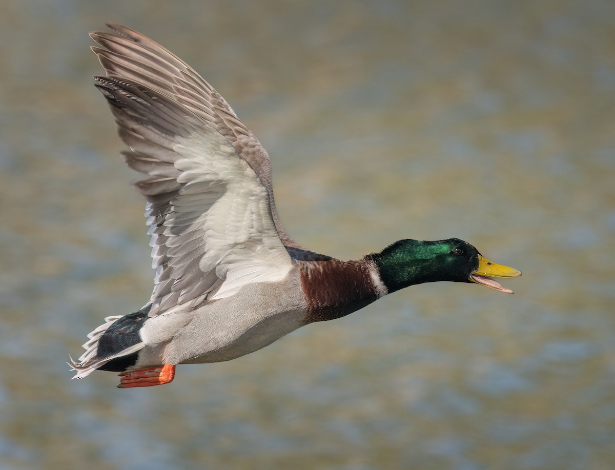 Mallard - ML574565171