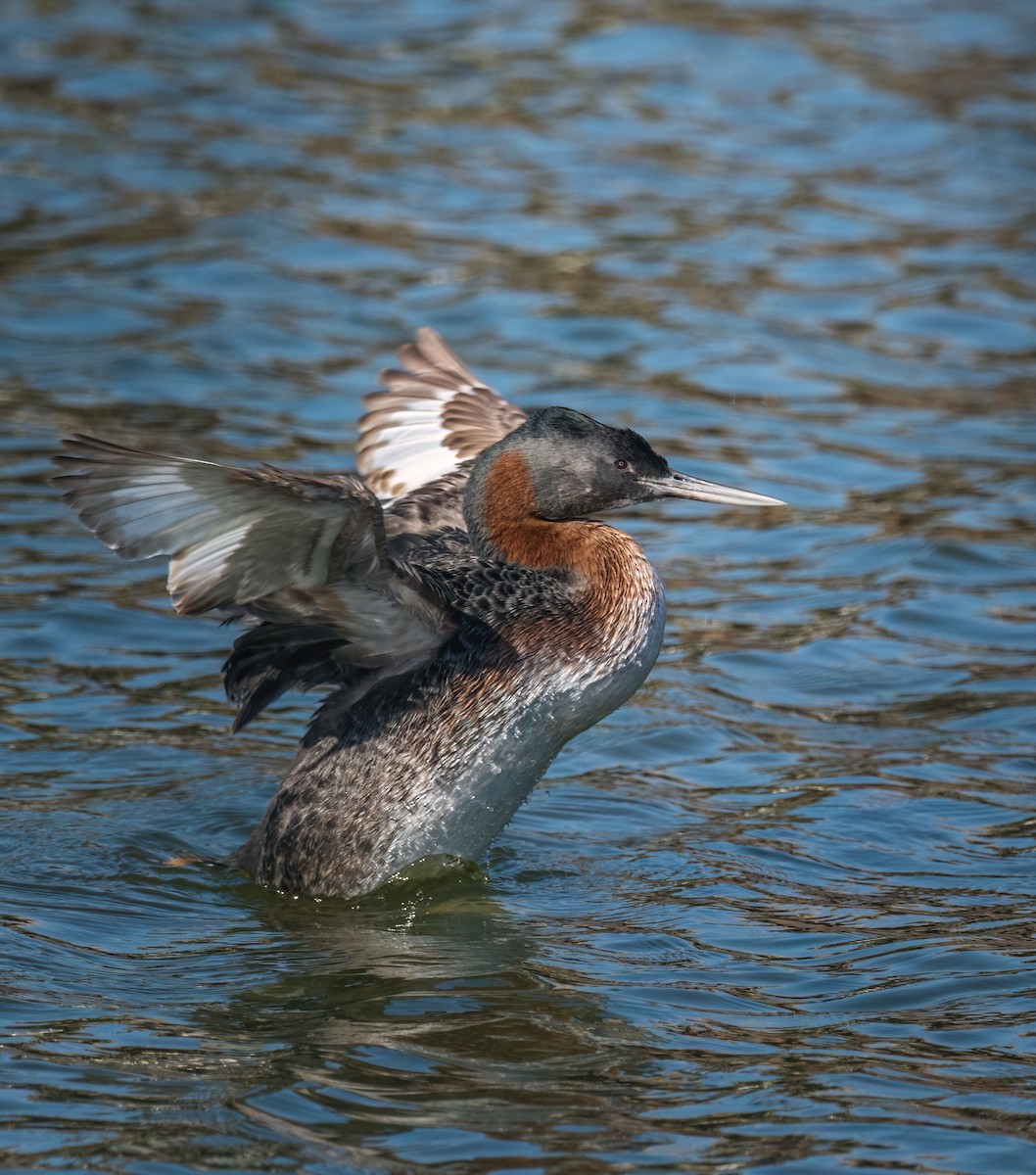 Great Grebe - ML574565321