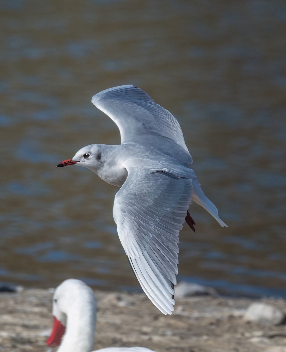 Brown-hooded Gull - ML574565391