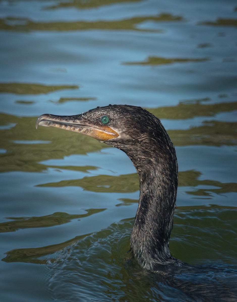Neotropic Cormorant - ML574565441