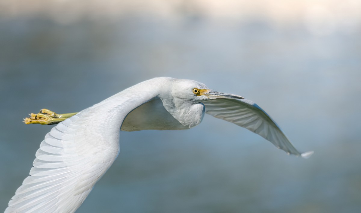 Snowy Egret - ML574565491