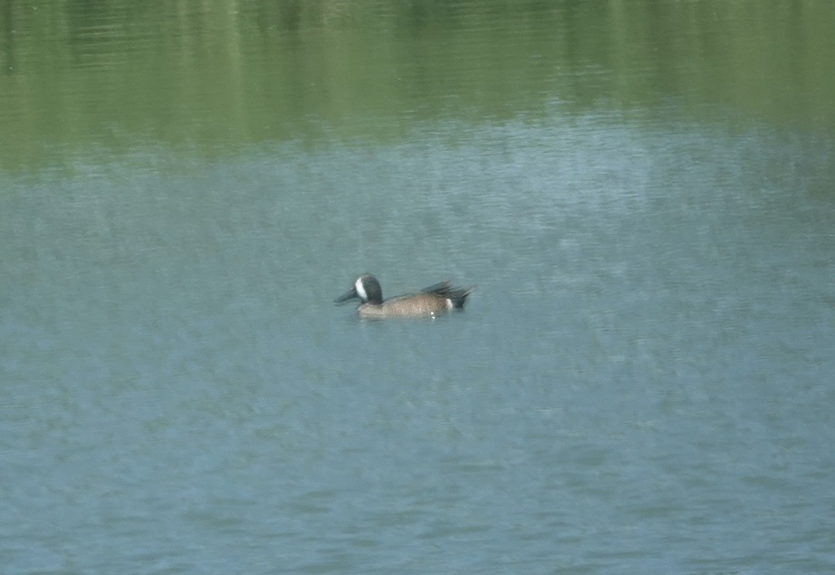 Blue-winged Teal - Jack Hurt