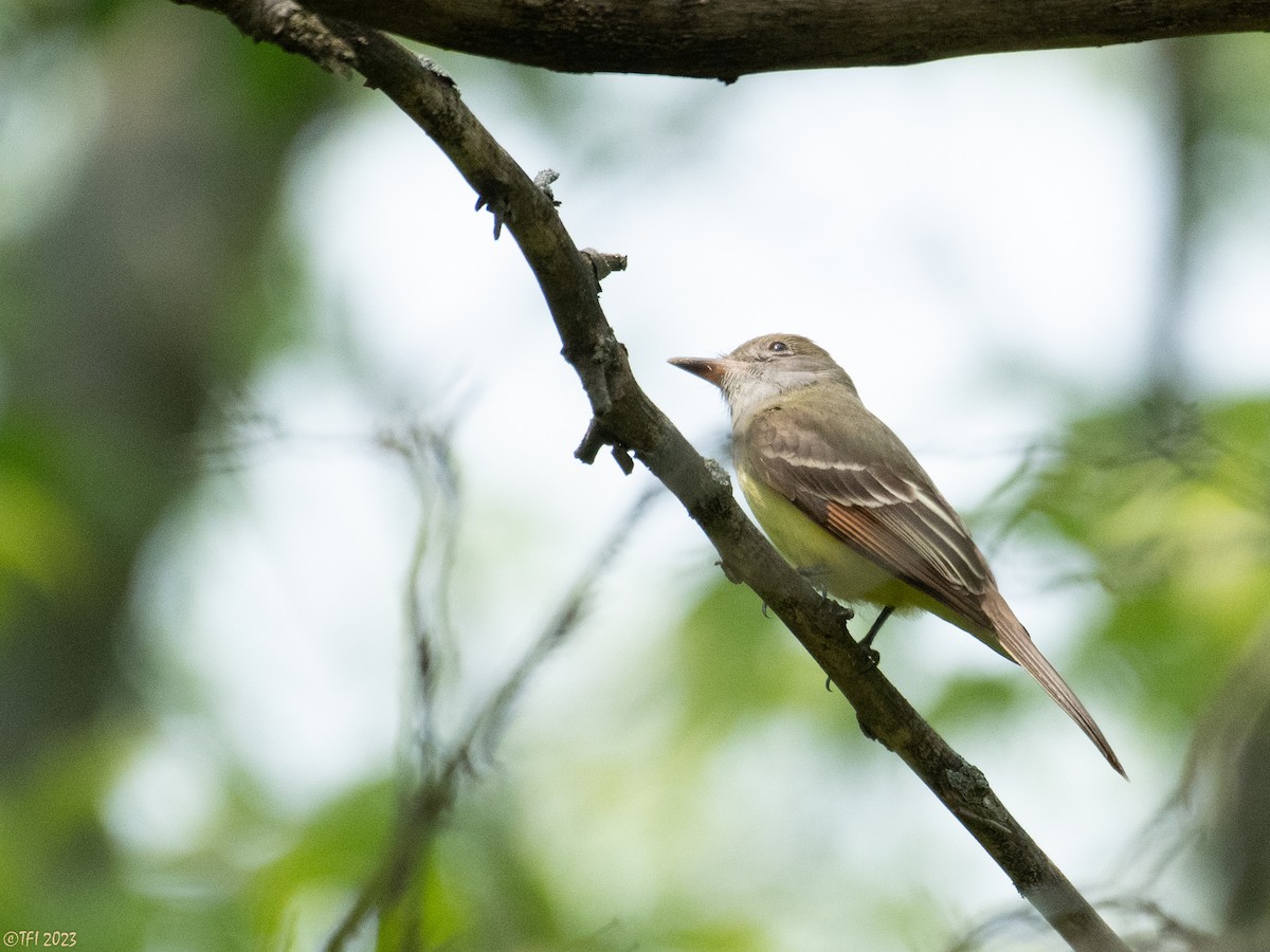 Great Crested Flycatcher - ML574566731