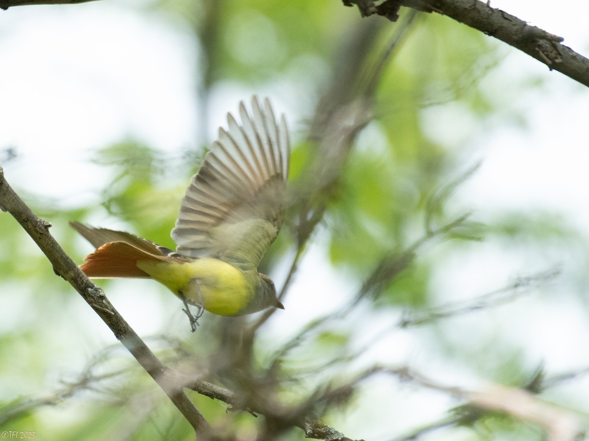 Great Crested Flycatcher - ML574566751