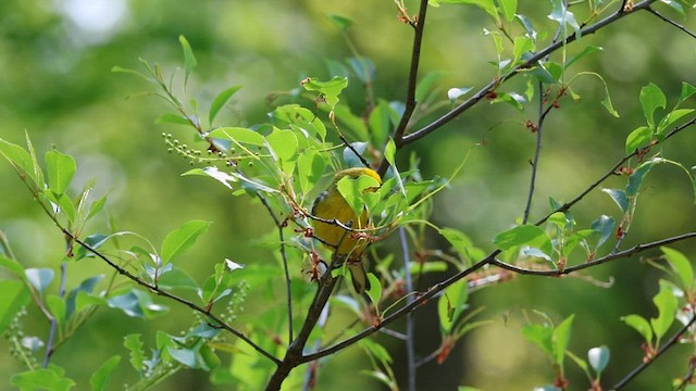 Lawrence's Warbler (hybrid) - ML574568401