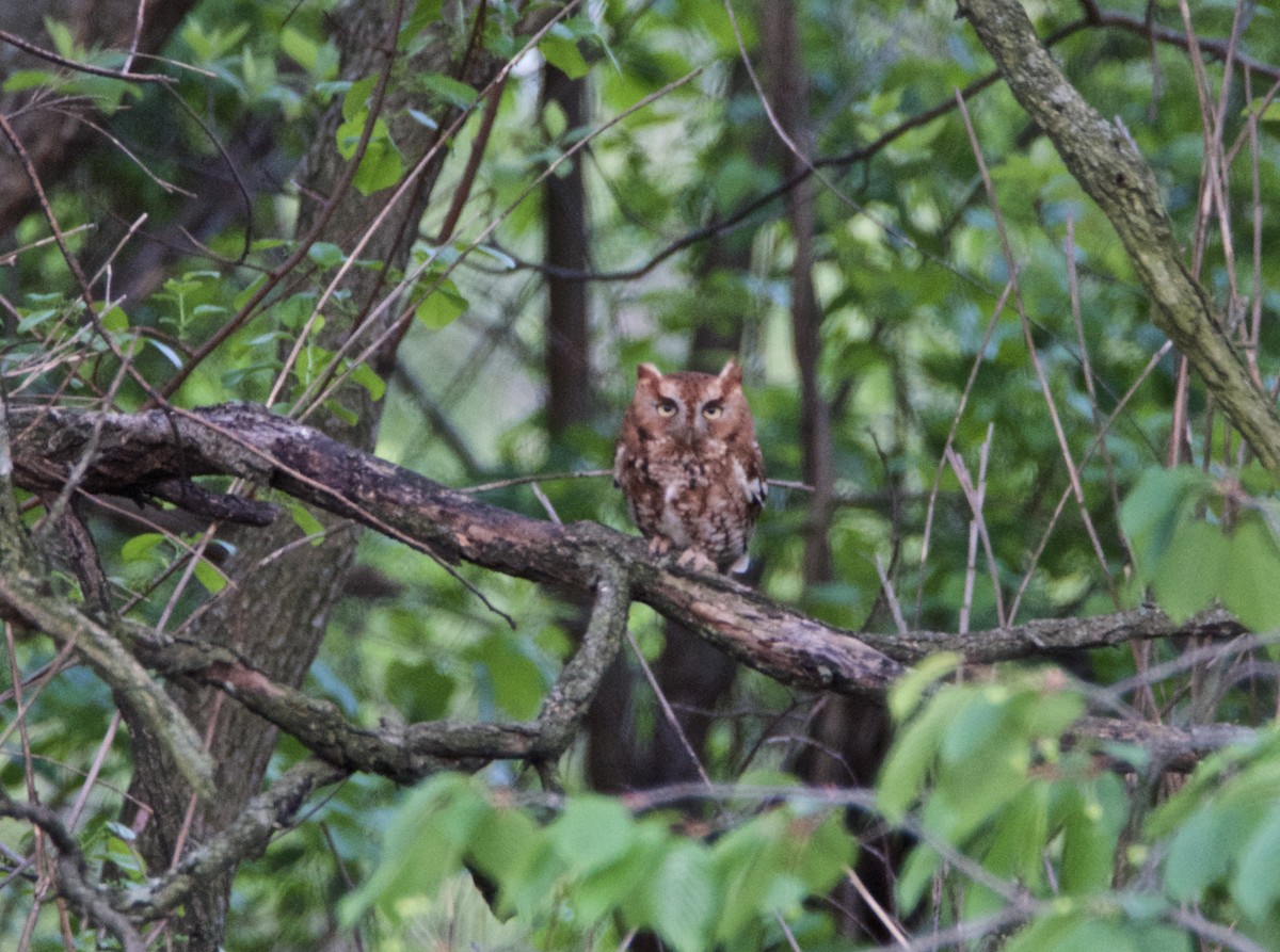 Eastern Screech-Owl - Michael Niven