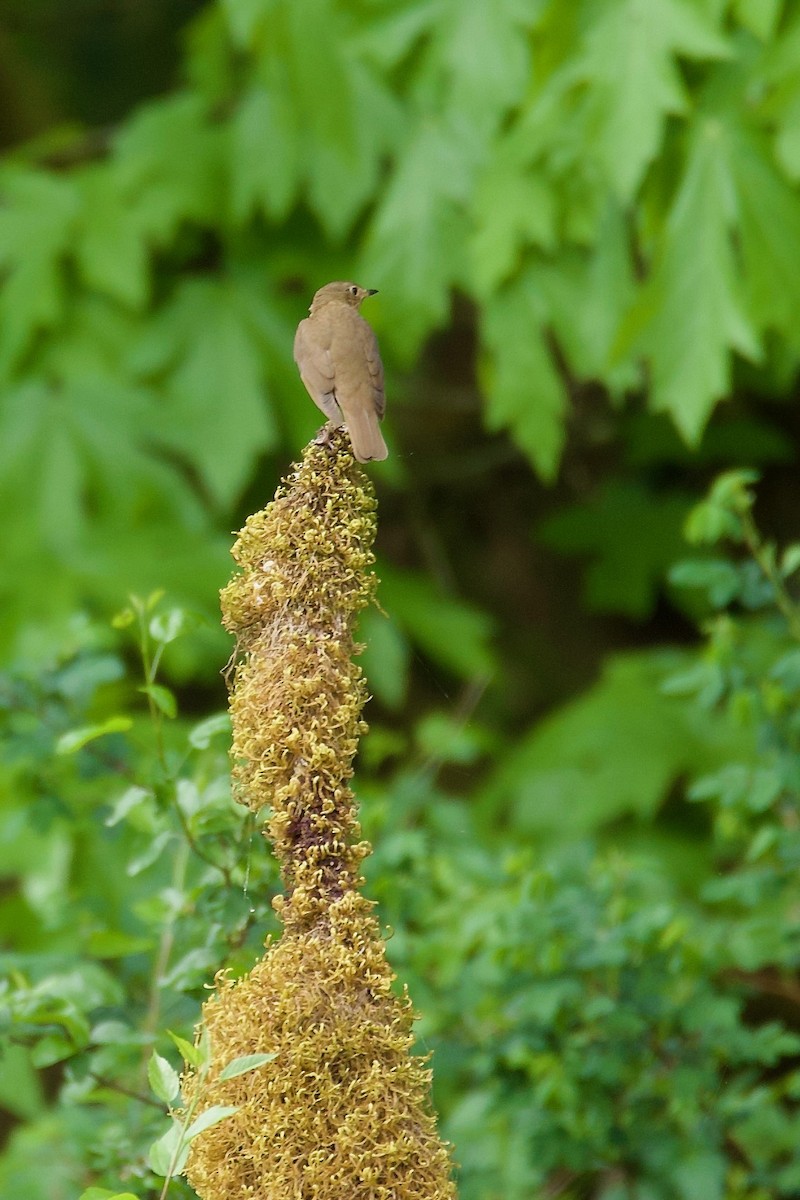 Swainson's Thrush - ML574569671