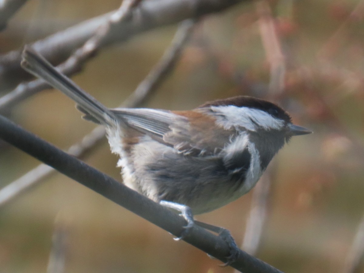 Mésange à dos marron - ML574569701