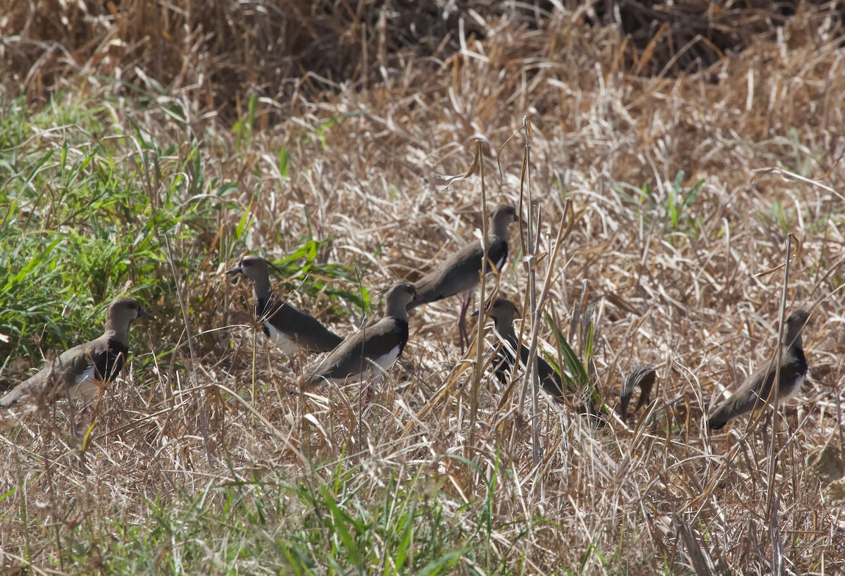 Southern Lapwing - Luciano Naka