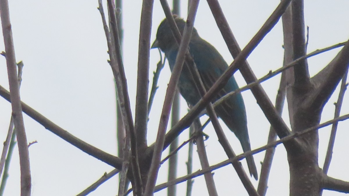 Indigo Bunting - ML574572601