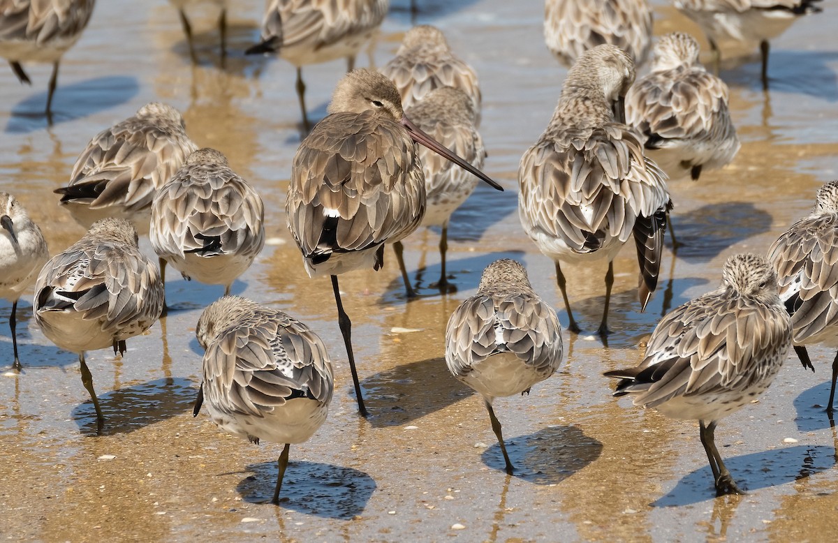 Black-tailed Godwit - Robert Bochenek