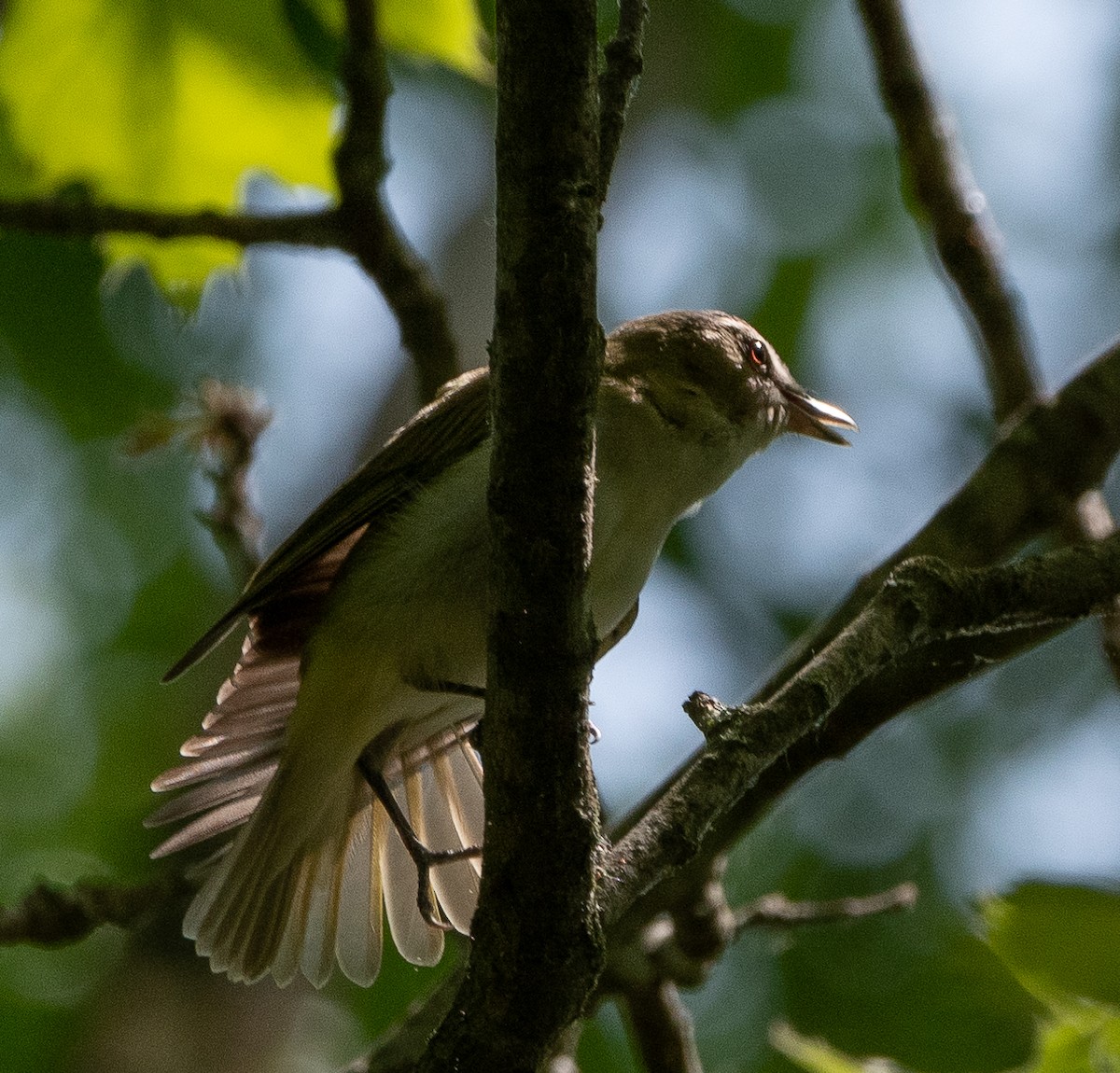 Red-eyed Vireo - ML574573251