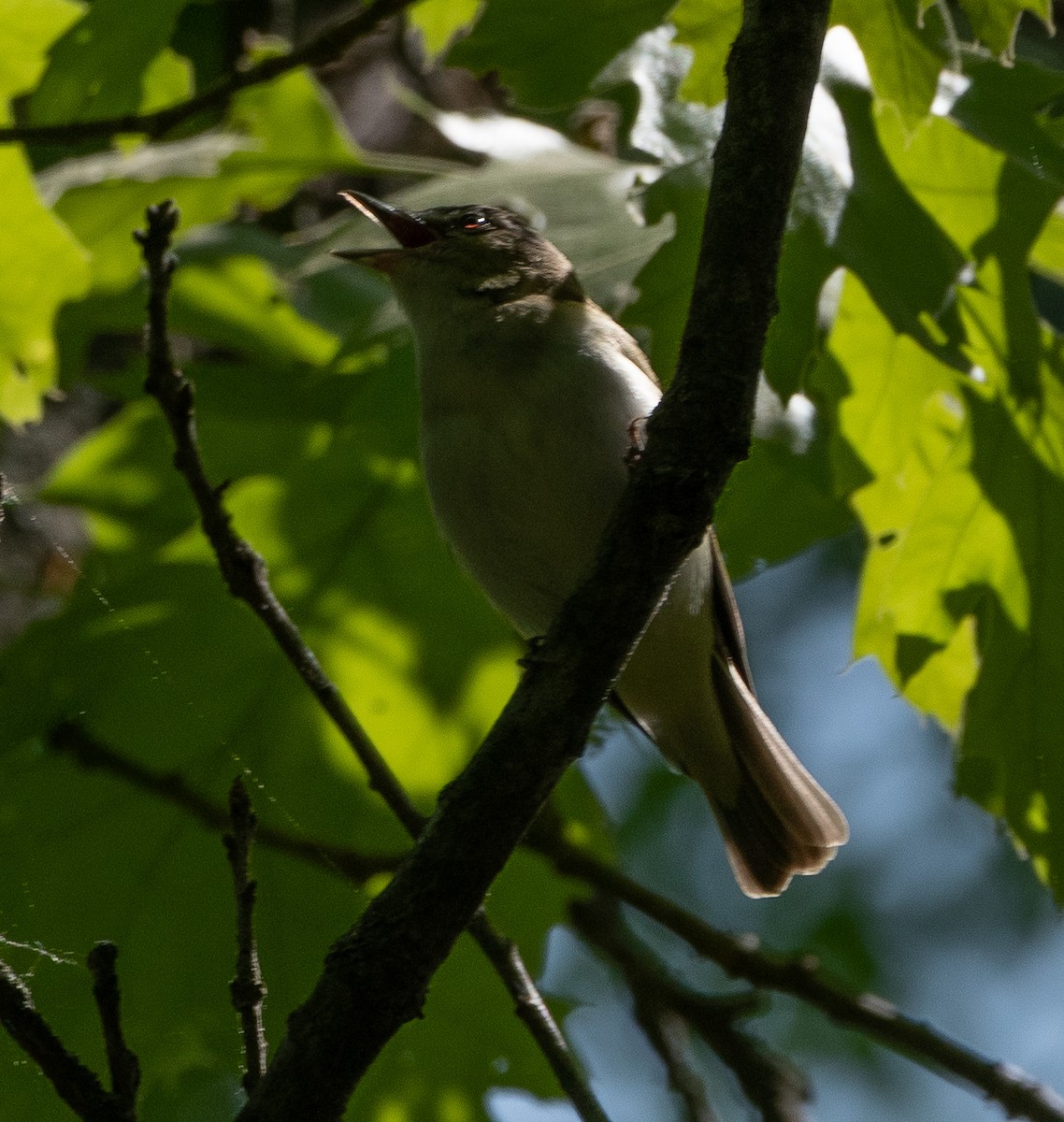 Red-eyed Vireo - ML574573511