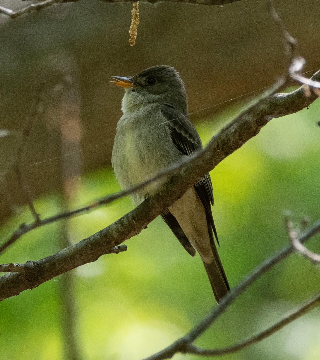 Eastern Wood-Pewee - ML574573591