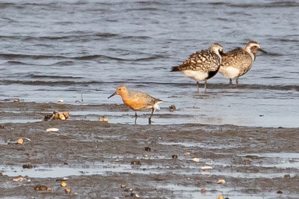 Red Knot - ML574575731