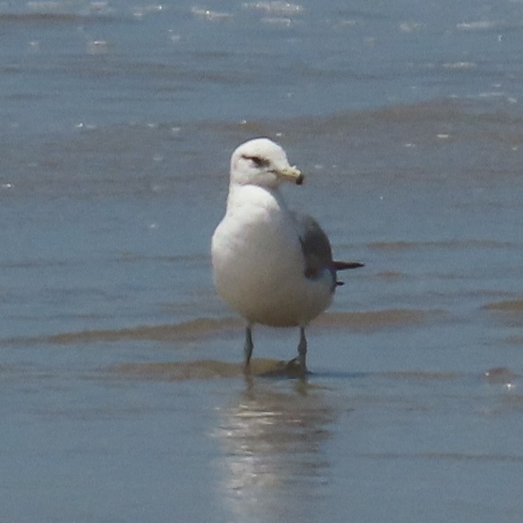 Gaviota Californiana - ML574576091