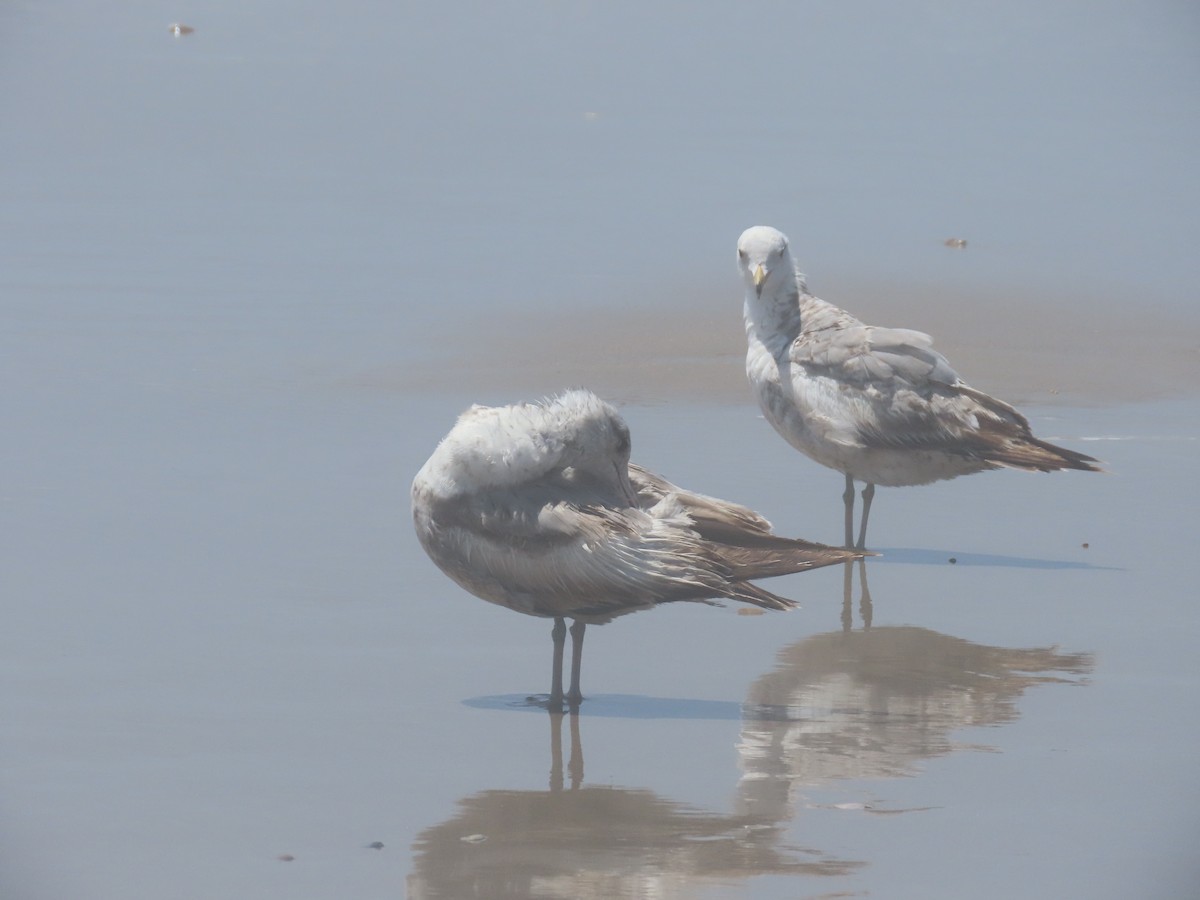 Gaviota Californiana - ML574576101