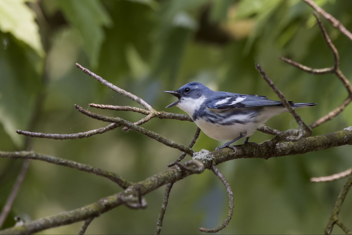 Blauwaldsänger - ML574576351