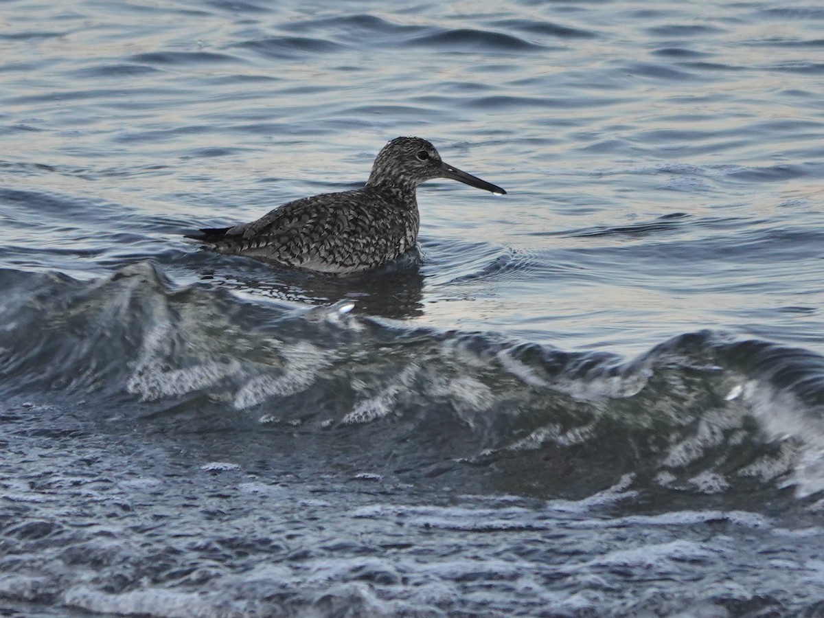 Willet (Eastern) - ML574576621