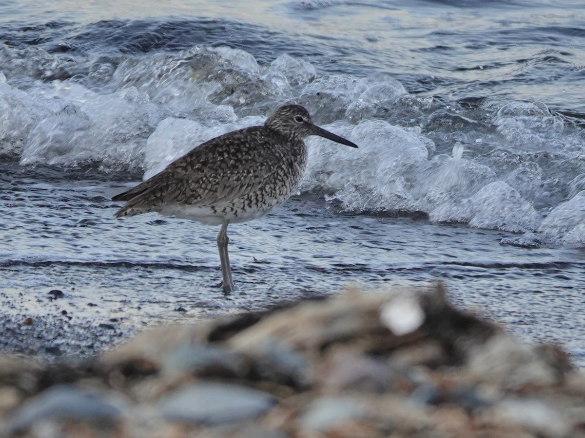 Willet (Eastern) - ML574576631