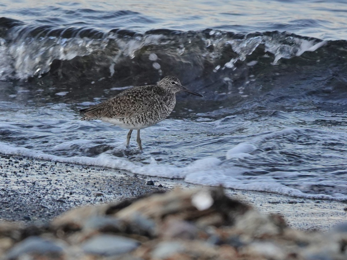 Willet (Eastern) - ML574576641