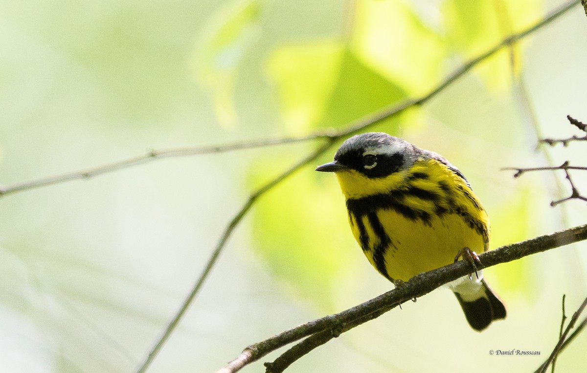 Magnolia Warbler - ML574577161
